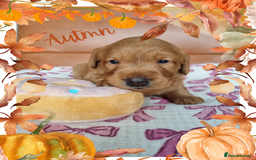 Australian Labradoodle dogs for sale: Stunning red F1b Australian Labradoodle puppies  - Image 13