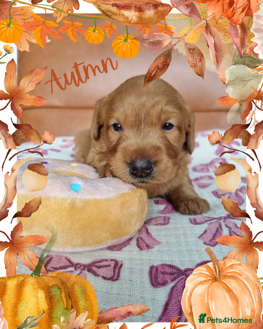 Australian Labradoodle dogs for sale: Stunning red F1b Australian Labradoodle puppies  - Image 13