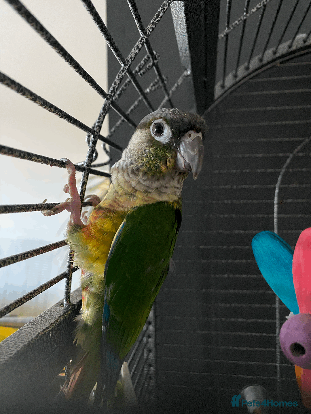 Conures birds for sale: Green Cheek Conure - Advert 8