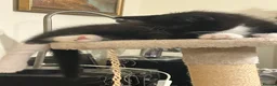 British Shorthair cats for sale: 2 Kittens, tuxedo and black cat (description) in Cirencester - Advert 8