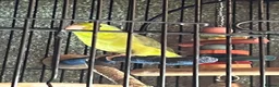 Parrots birds for sale: Parrotlet in Wakefield - Advert 4