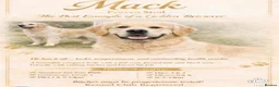 Golden Retriever dogs for sale: 🏆🏆 Fully health tested kc reg boys 🏆🏆 - Advert 2