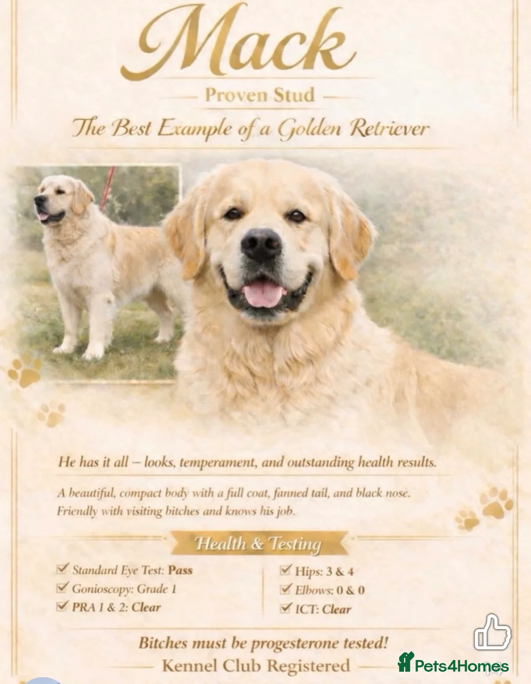 Golden Retriever dogs for sale: 🏆🏆 Fully health tested kc reg boys 🏆🏆 - Advert 2