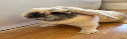 Mini Lop rabbits for sale: Beautiful mini-lop rabbits for sale - Advert 5