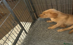 Labrador Retriever dogs for sale: KC registered fox red puppies - Image 4
