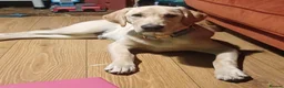 Goldador dogs for sale: Goldador Male 5 months in Newport - Advert 2