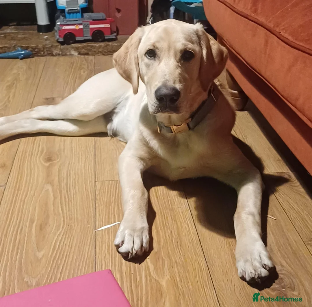 Goldador dogs for sale: Goldador Male 5 months in Newport - Advert 2