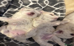 Maltese dogs for sale: Beautiful half Korean Kc reg Maltese  - Image 16