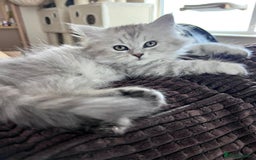Siberian cats for sale: ❤️ 5 super friendly Siberian mix kittens ❤️ - Image 7