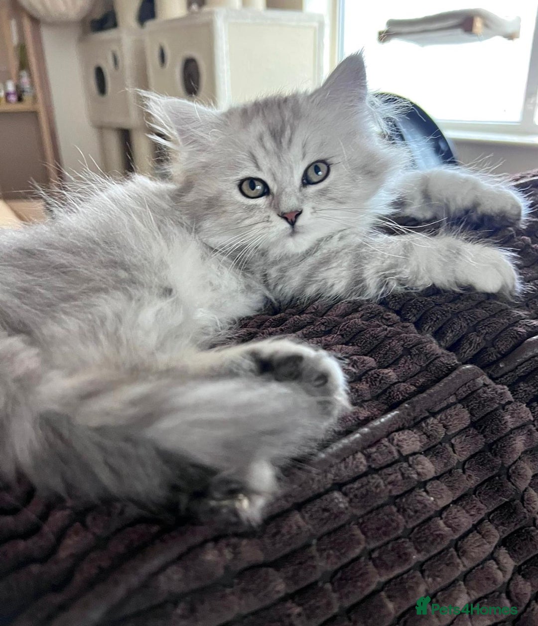 Siberian cats for sale: ❤️ 5 super friendly Siberian mix kittens ❤️ - Image 7