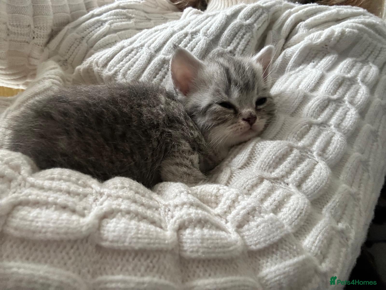 British Shorthair cats Kitten - Advert 1