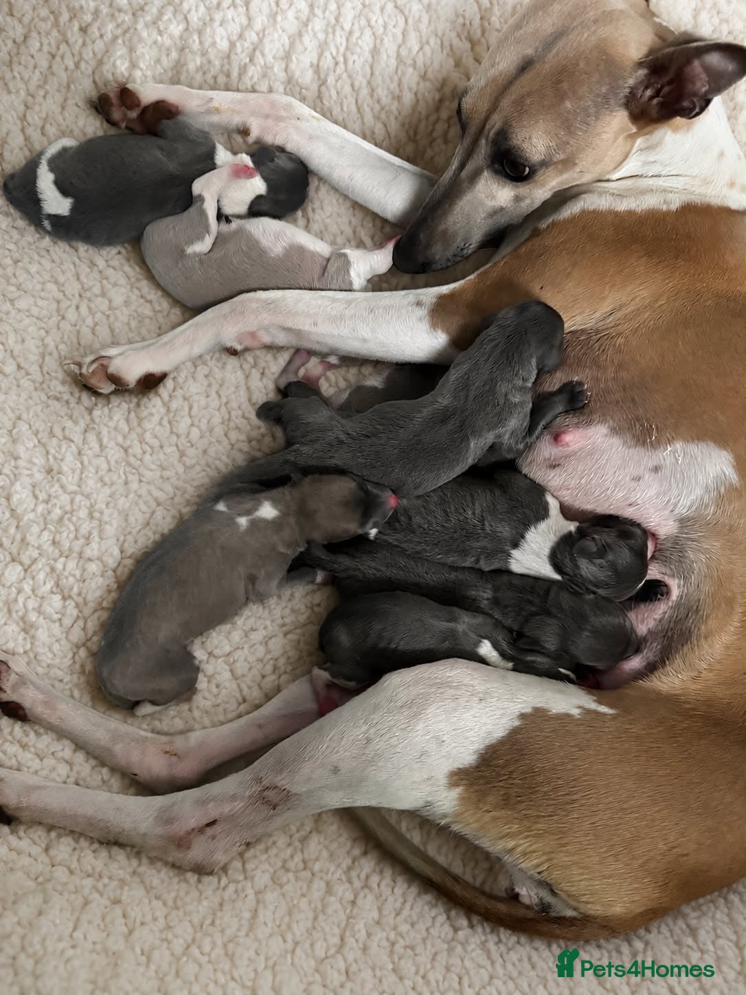 Whippet dogs Quality whippet puppies  - Advert 8