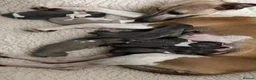 Whippet dogs for sale: Quality whippet puppies  in Newtown - Advert 1