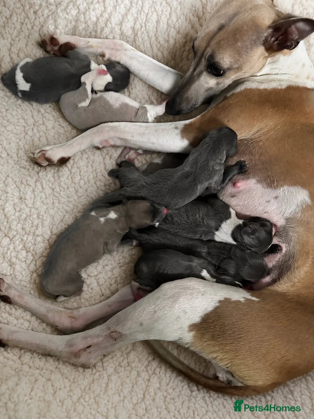 Whippet dogs for sale: Quality whippet puppies  in Newtown - Advert 1