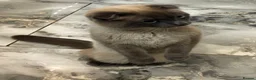Scottish Fold cats for sale: Scottish fold and british shorthair for sale  in Bradford - Advert 7