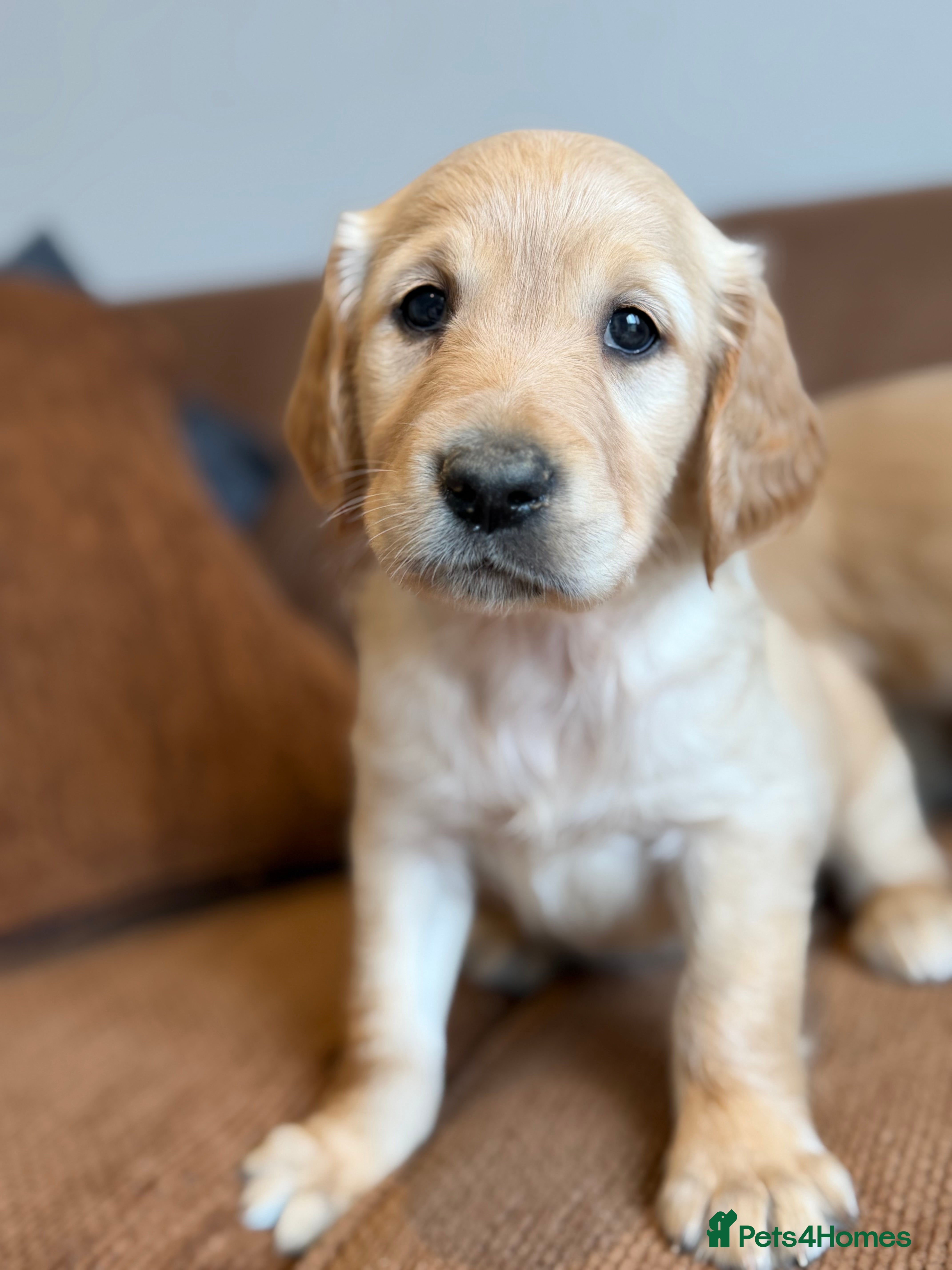 Golden Retriever dogs Beautiful KC Golden Retrievers  - Advert 2