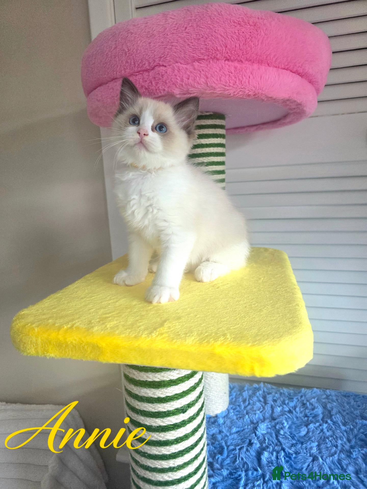 Ragdoll cats 🏆🎖 Premium GCCF Ragdoll Kittens Grand bloodlines - Advert 4