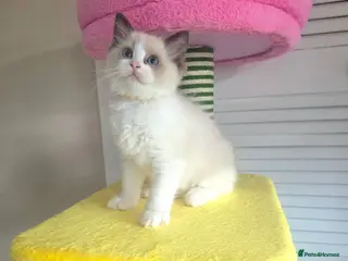 Ragdoll cats 🏆🎖 Premium GCCF Ragdoll Kittens Grand bloodlines - Advert 4