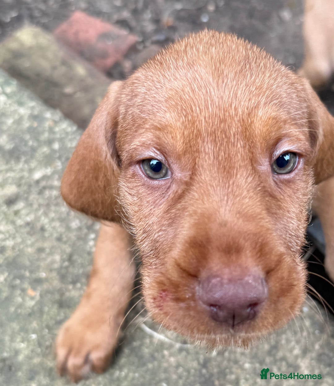 Hungarian Vizsla dogs for sale: Hungarian WIREHAIRED Vizsla puppies KC reg in Cranbrook - Image 1