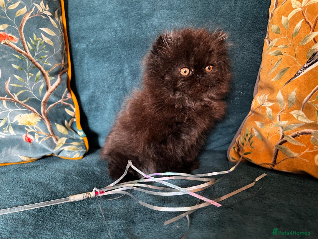 Persian cats for sale: Beautiful Persian Brother & 2 Sisters Available  - Image 3