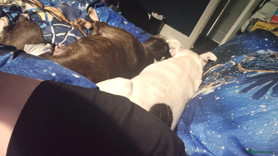 American Bull Staffy dogs for sale: Brindle female staffy, 2yrs in October  in Coventry - Advert 5