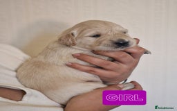 Golden Retriever dogs for sale: 🐾Pure Golden retrievers puppy🐾 - Image 3
