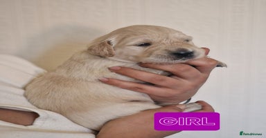 Golden Retriever dogs - Advert 4