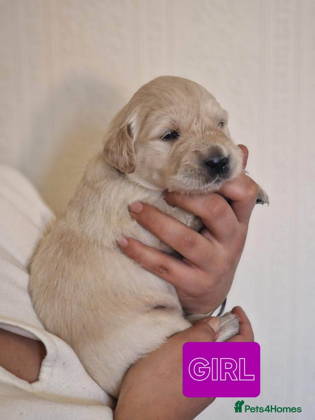 Golden Retriever dogs for sale: 🐾Pure Golden retrievers puppy🐾 - Image 3
