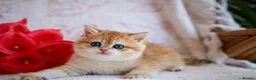 British Shorthair cats for sale: British shorthair available 🦁 - Advert 5