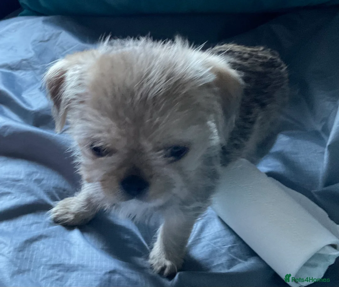 Mixed Breed dogs for sale: SHIH TZU/ CHIHUAHUAS  - Advert 10