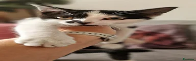 Stewie 