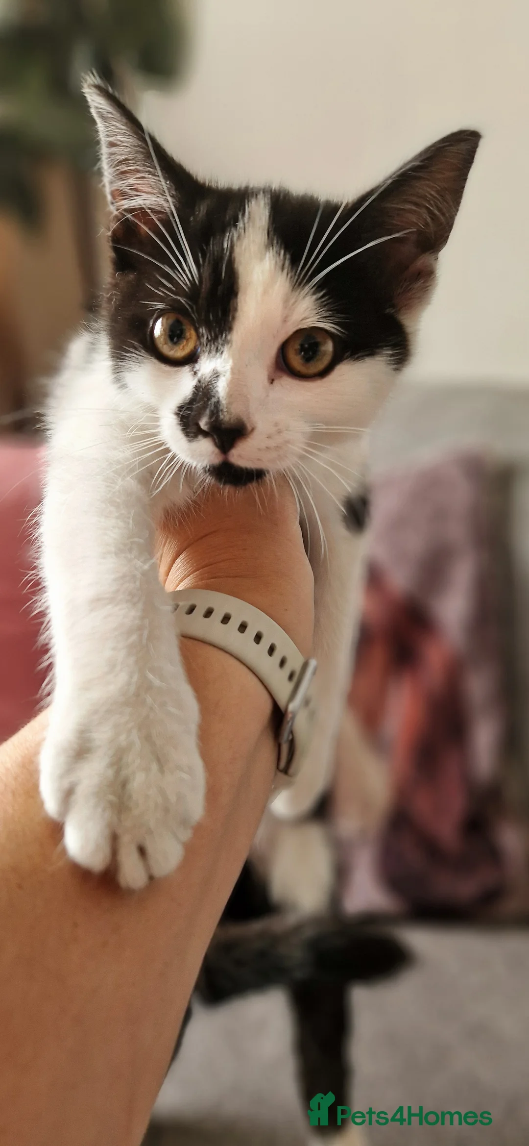 Mixed Breed cats for sale: Fluffy kittens looking for home - Advert 2