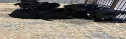 Labrador Retriever dogs for sale: 8 Working Black Labrador Puppies - Advert 12