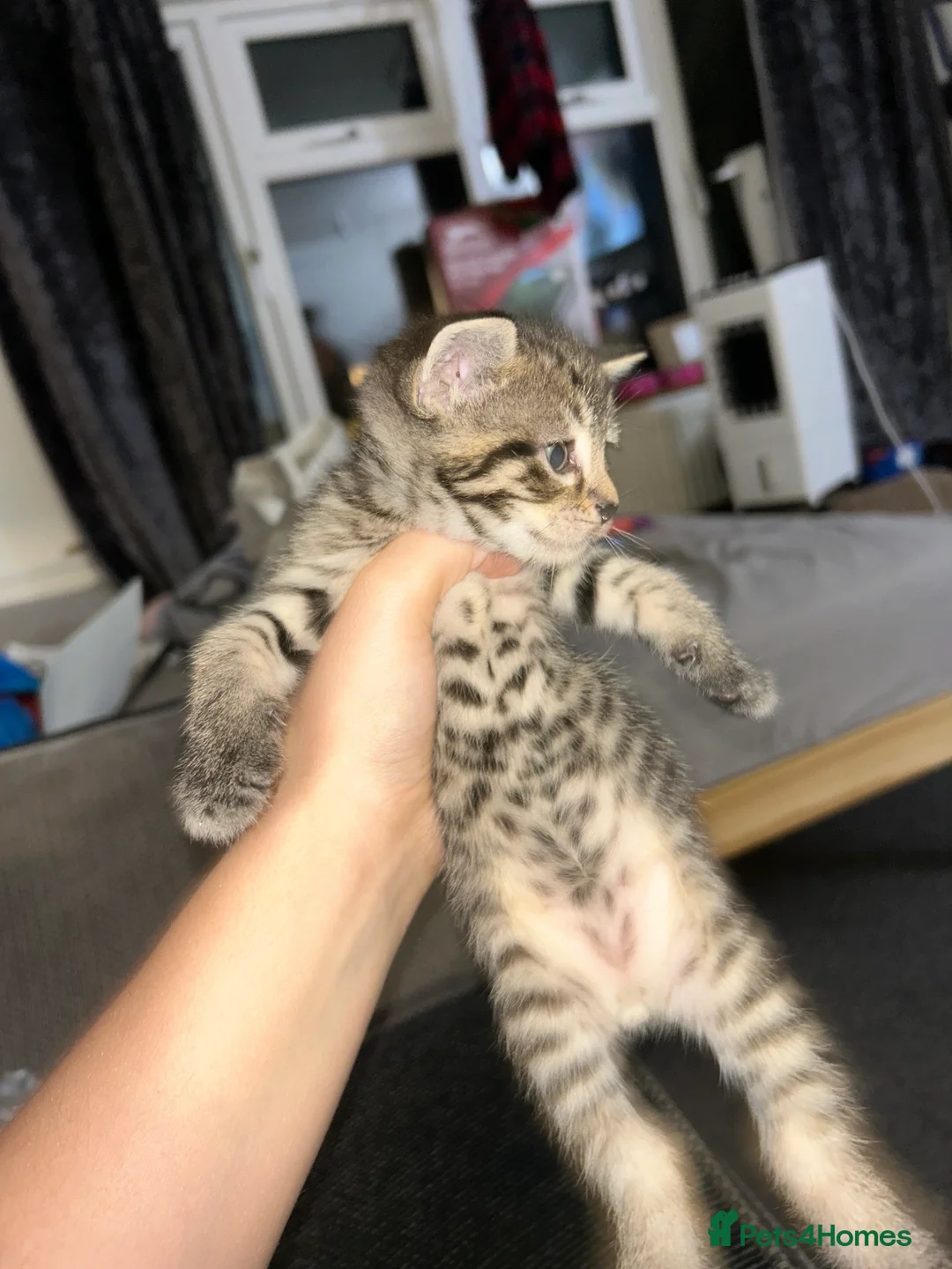 British Shorthair cats for sale: Tabby kittens  in Whitstable - Advert 8
