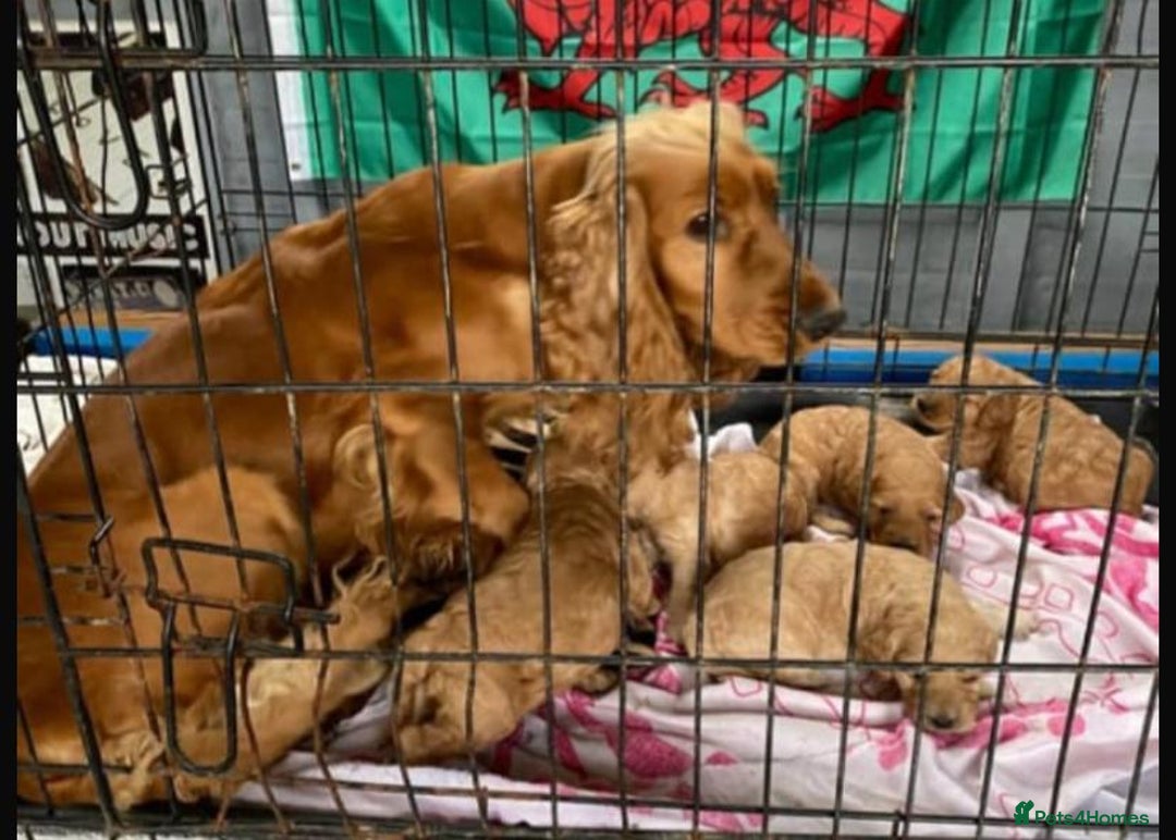 Cavapoo dogs for sale: BEAUTIFUL RED COCKERPOOS PUPPIES ready now!  - Image 7