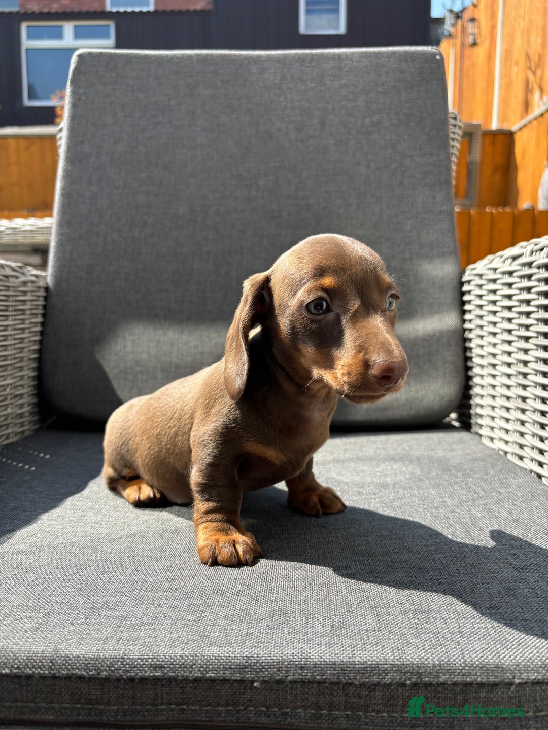 Miniature Dachshund dogs for sale: Dachshund puppies - Image 6