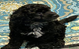 Cockapoo dogs for sale: F2 Cockapoo Puppies - Image 15