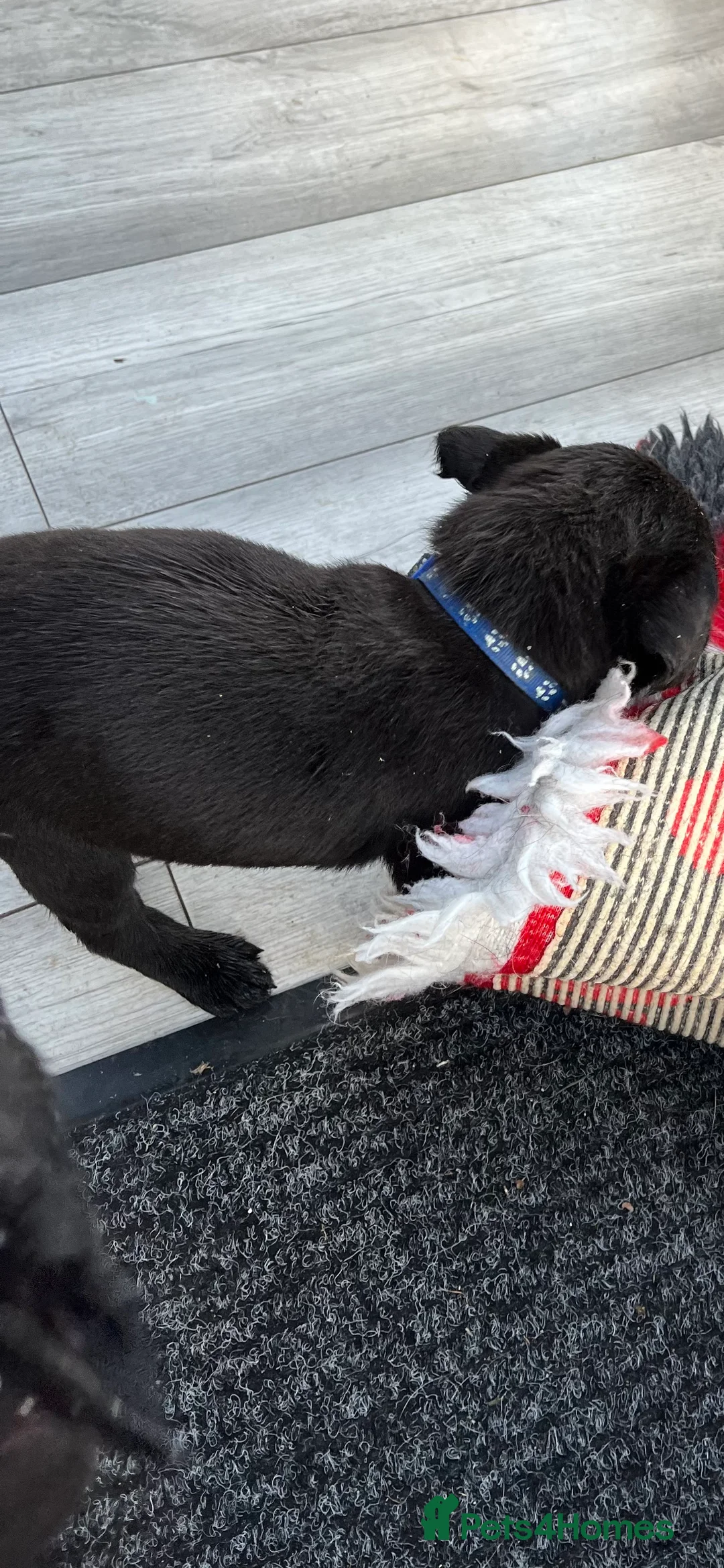 Labrador Retriever dogs for sale: Beautiful black Labrador puppies  - Advert 4