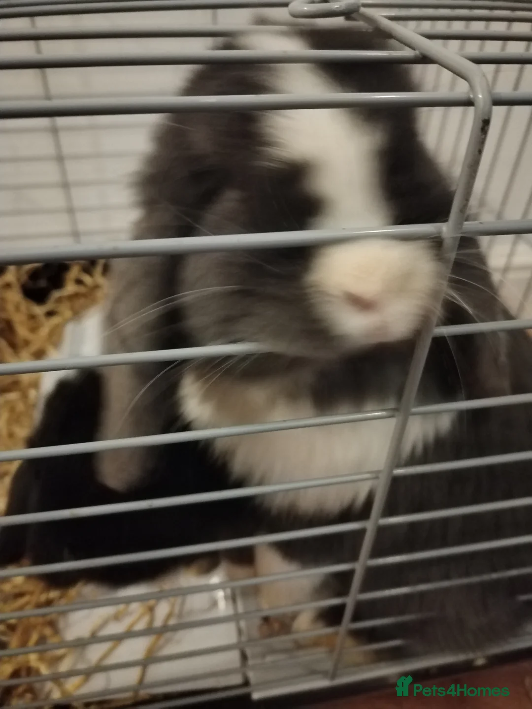 Mini Lop rabbits for sale: 2 x mini lops - Advert 4