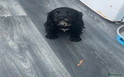 Cocker Spaniel dogs for sale: 4 stunning girl show cocker spaniels - Image 12