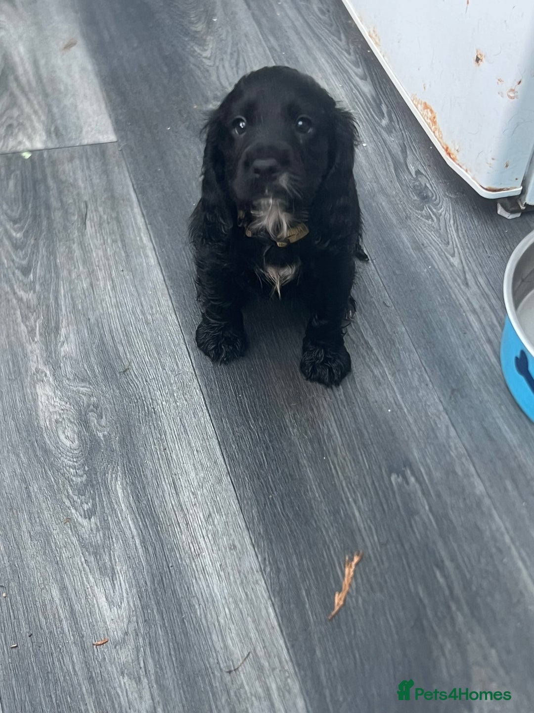 Cocker Spaniel dogs for sale: 4 stunning girl show cocker spaniels - Image 12