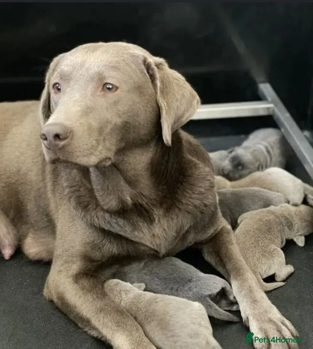 Labrador Retriever dogs for sale: 💙bruce💙 - Advert 5