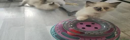 Ragdoll cats for sale: Beautiful Ragdoll kittens, full pedigree  - Advert 10