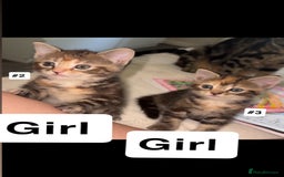 British Shorthair cats for sale: 7 Beautiful Kittens Looking for Their Forever Home - Image 1