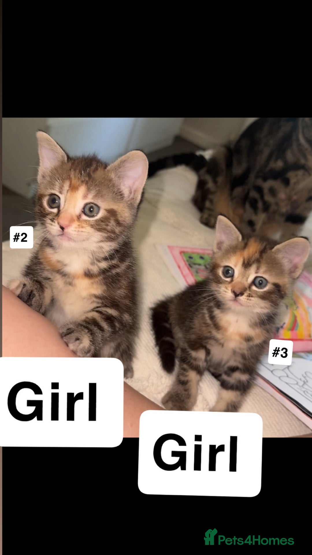 British Shorthair cats for sale: 7 Beautiful Kittens Looking for Their Forever Home - Image 1