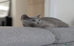 Russian Blue cats for sale: Last Russian Blue girl - Image 10