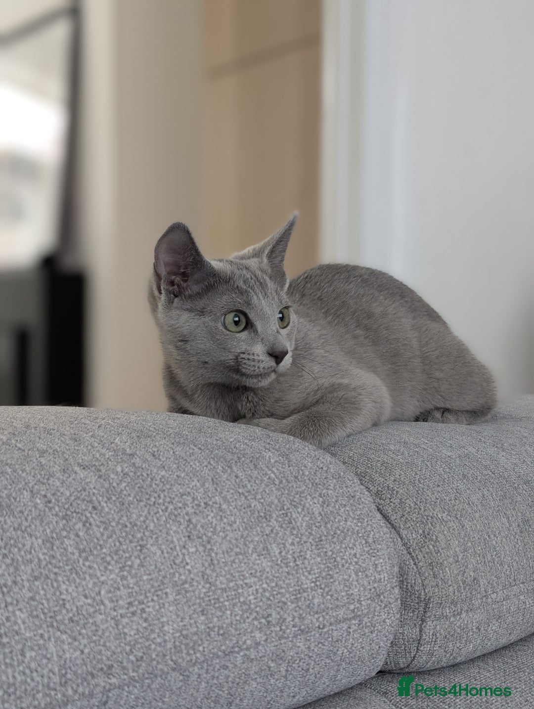 Russian Blue cats for sale: Last Russian Blue girl - Image 10