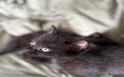 British Shorthair cats for sale: 🐾 Adorable Baby Kittens for Sale! 🐾 - Image 1