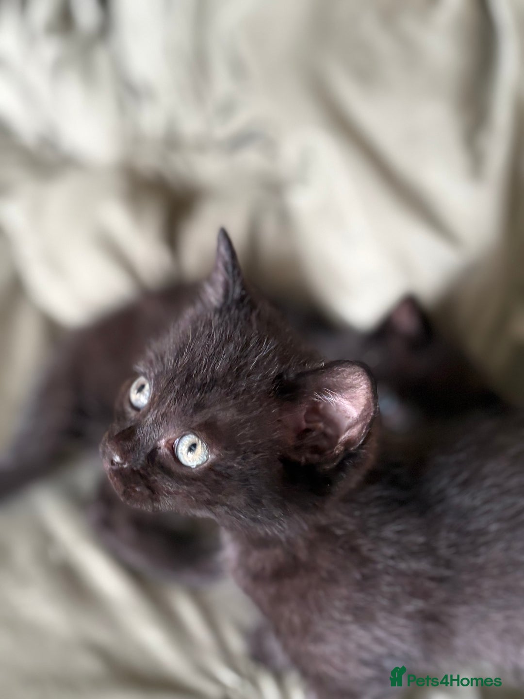 British Shorthair cats for sale: 🐾 Adorable Baby Kittens for Sale! 🐾 - Image 1