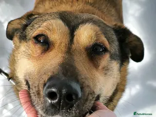 Mixed Breed dogs 🐶LUCY - A Heart That Never Hardened 🐶 - Advert 1